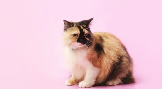 Bonita 3